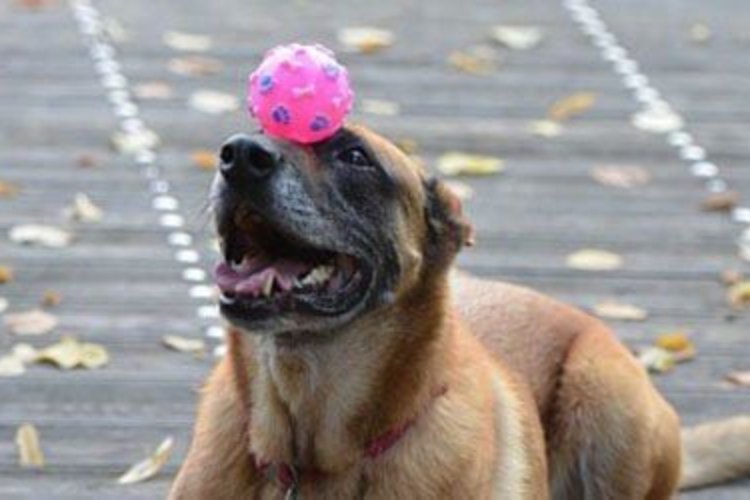 Un cane con una pallina