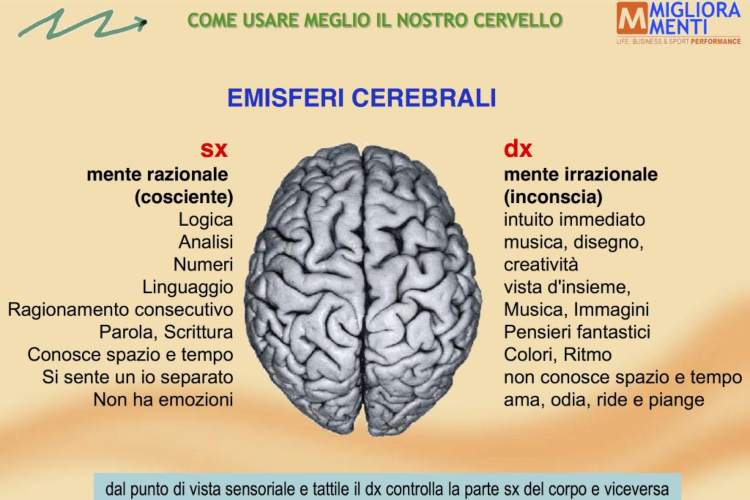 La spiegazione dei due emisferi celebrali