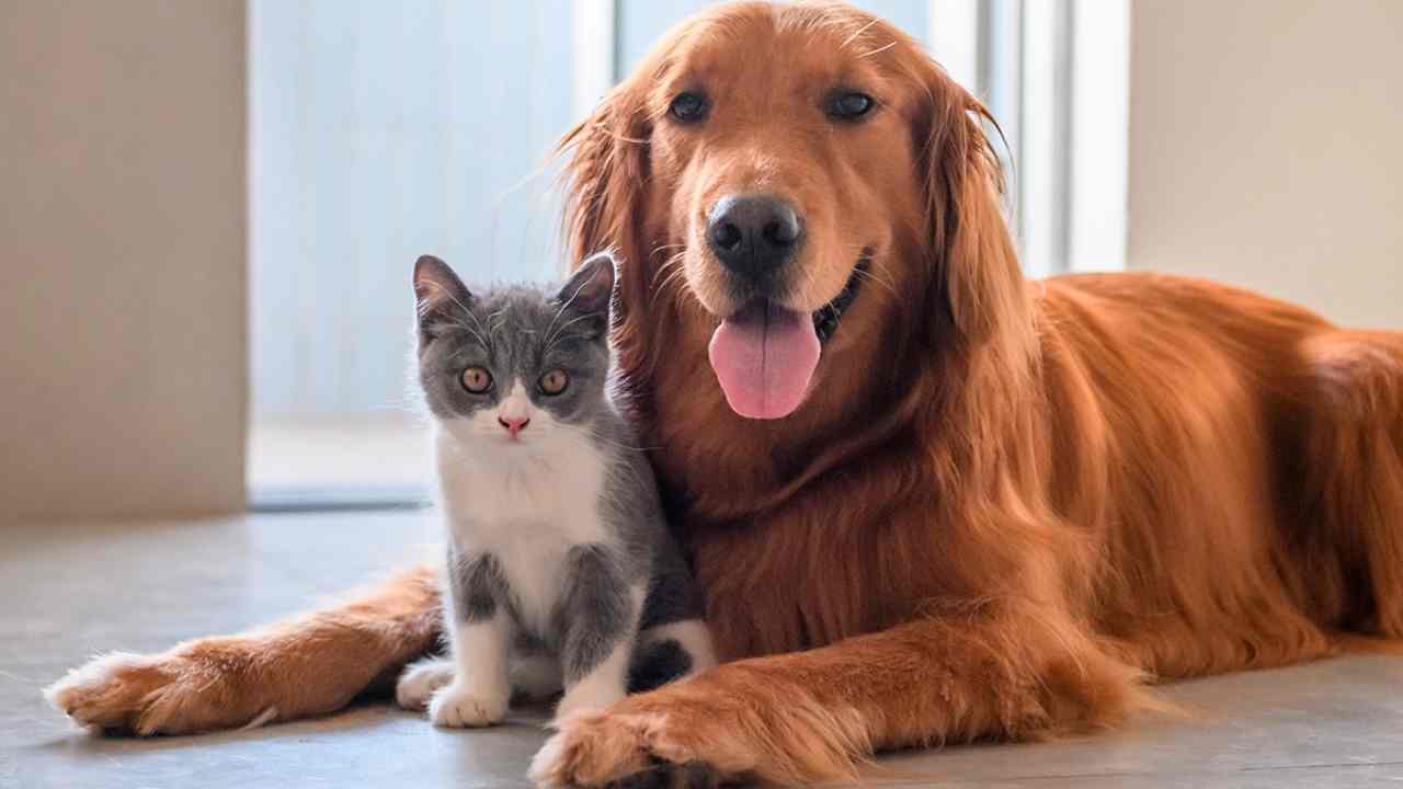Bonus per cani e gatti (foto web)