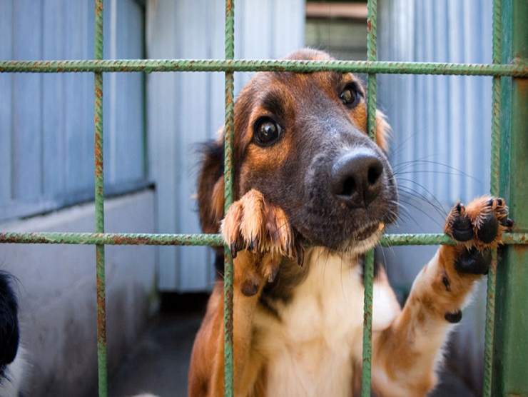 Bonus di 400€ per adottare un cane o gatto (fonte web)