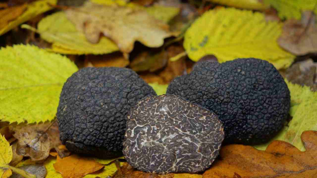 Varietà del Tartufo (foto web)