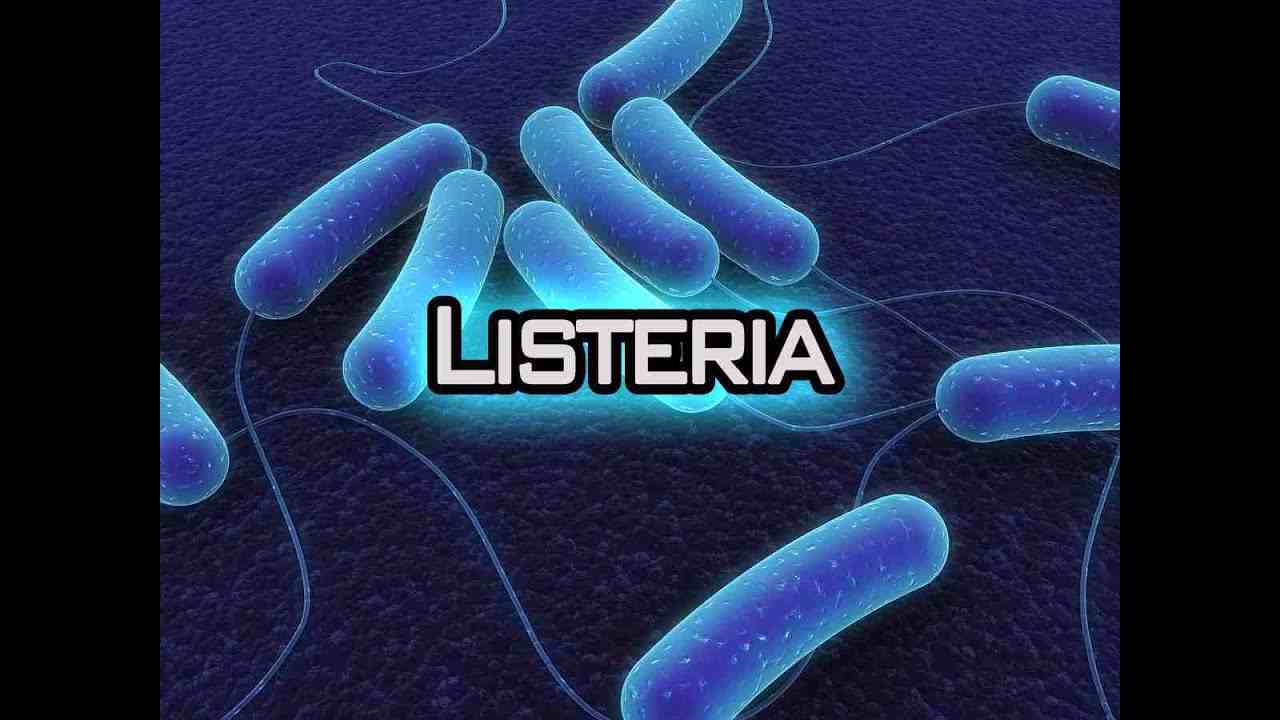Listeria Monocytogenes(FonteWeb)