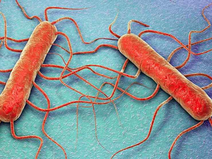 Listeria monocytogenes batterio(Fonte WEb)