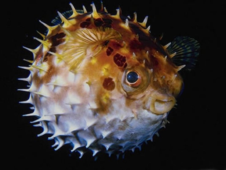 Pesce palla(Fonte Web)